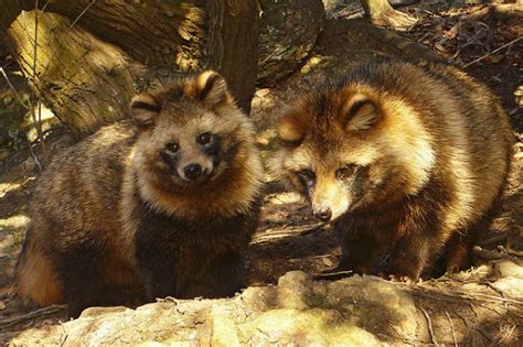 Fox × Raccoon Dog Mammalian Hybrids