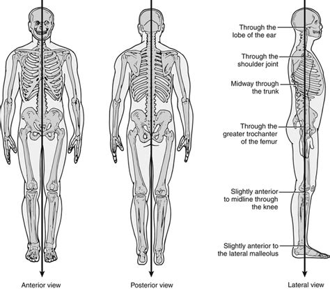 Functional Anatomy Musculoskeletal Key