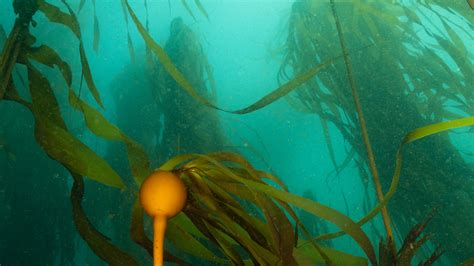 Opinion Climate Change Threatens Californias Vital Kelp Forests