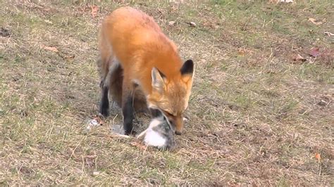 Red Fox Eating A Rabbit Youtube
