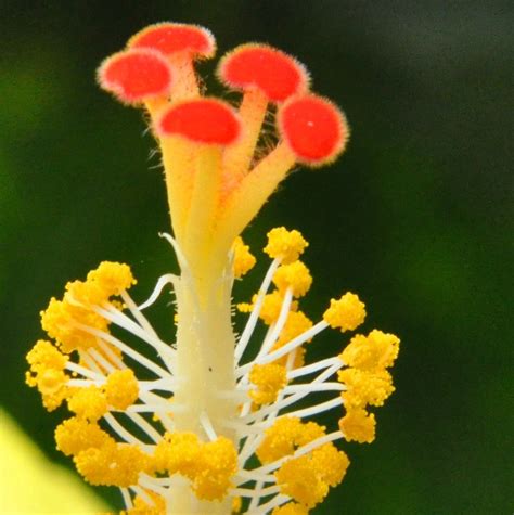 Hibiscus Macro Showing Gynoecium And Androecium P L Tandon Flickr