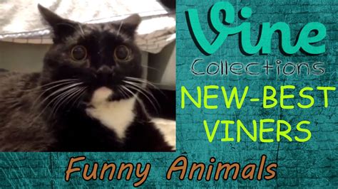 New Vines Funny Animals Best Funniest Vine Compilation 2015 Youtube