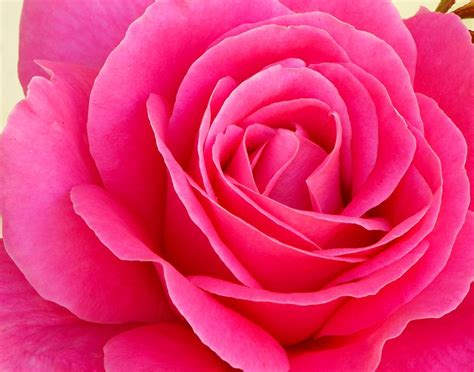 Single Pink Rose Photograph By Frank Goss