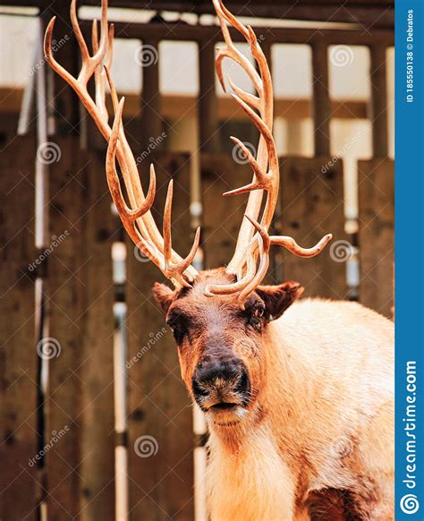 Siberian Reindeer Antlers Zoo Stock Photo Image Of Large Look 185550138