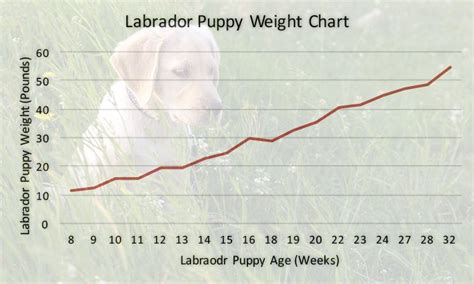 As we have already discussed growth and nutritional royal canin has introduced royal canin satiety for weight management which is specially designed and. Labrador Weight Charts - How Much Should My Labrador Weigh?