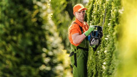 Tree Trimming 101 Diy Tips And When To Call The Pros Professional