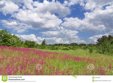 Spring Flower Field And Blue Sky Stock Image Image Of