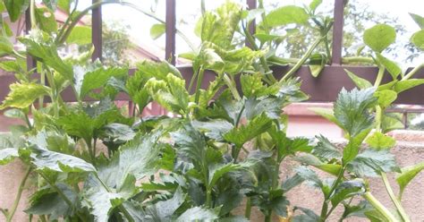 On The Green Side Of Life Growing Celery In Containers