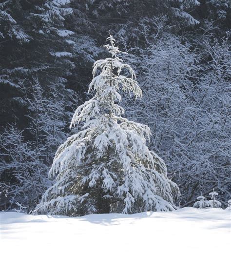 Snow On An Evergreen Tree In Winter Stock Photo Image Of Tree Nature