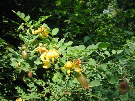 Genießen sie den aufenthalt im botanischen garten. ~*Nicole Nagy*~ - Botanischer Garten Wien