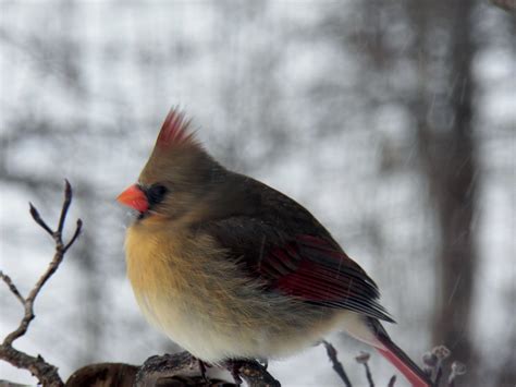 Ms Cardinal Animals Birds