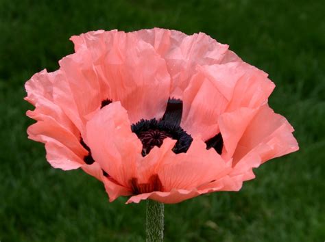 Oriental Poppies Easy To Grow And Maintain Sowing The Seeds
