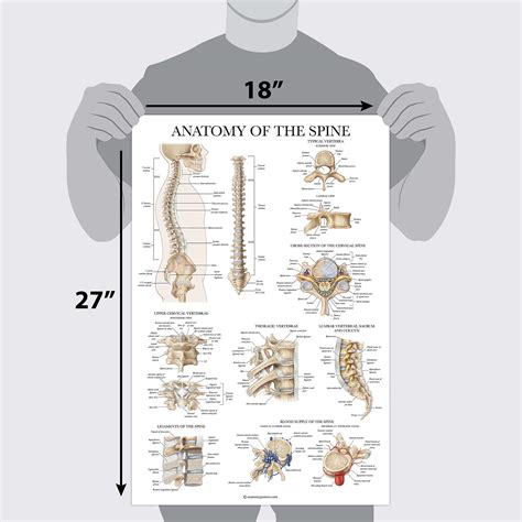 Anatomy Of The Spine Poster Laminated Spinal Anatomical Chart 18 X