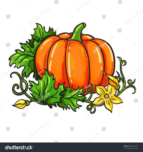 Pumpkin Vector Drawing Isolated Cartoon Vegetable Stock