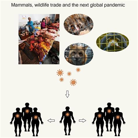 Wildlife trade and the next global pandemic