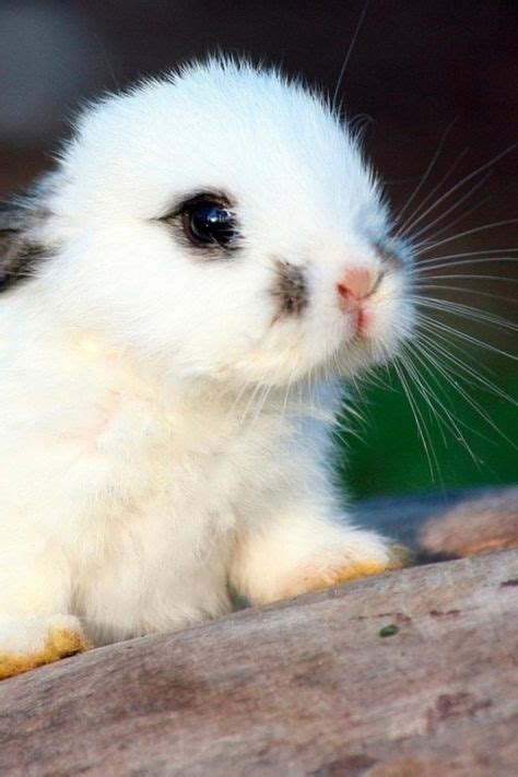 86 Baby Bunniesso Cute Ideas Baby Bunnies Cute Animals Cute Bunny