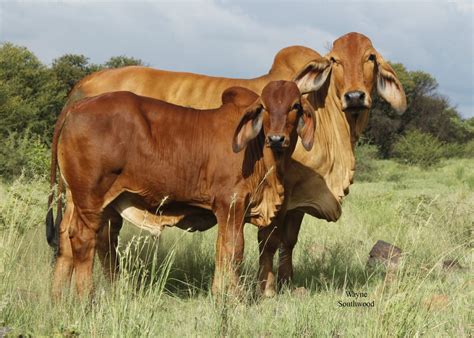 National or international grand champion brahman females. South African Brahman Selection Indexes - The Brahman ...