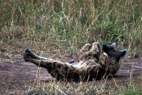 Notes From Kenya Msu Hyena Research How Hyenas Relieve That Hard To