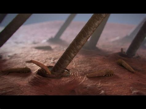 Demodex /ˈdɛmədɛks/ is a genus of tiny mites that live in or near hair follicles of mammals. Demodex Mites test! - YouTube