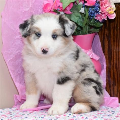 Help keep this page updated: Banjo - Australian Shepherd Puppy for Sale in Warsaw, OH ...