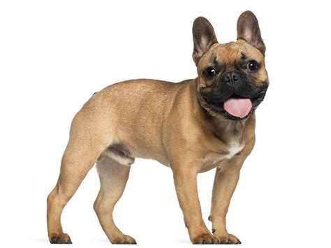 Ses babines toujours en suspension font également. Acheter un Bouledogue français : annonces chiens ...