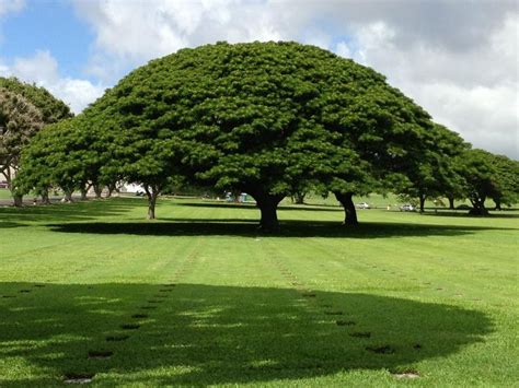 Beautiful Tree In Oahu Beautiful Tree Landscape Oahu