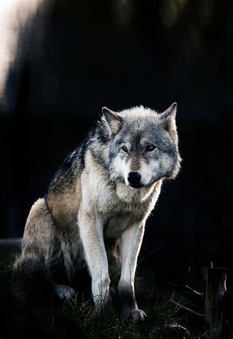 Black And Blue Wolf Dog Beautiful Wolves Wolf Love