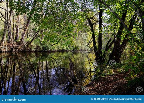 Trees Along Both River Banks And Their Reflections In The Water Stock