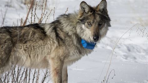 Business Leaders Urge Mexican Wolf Restoration In Grand Canyon Area