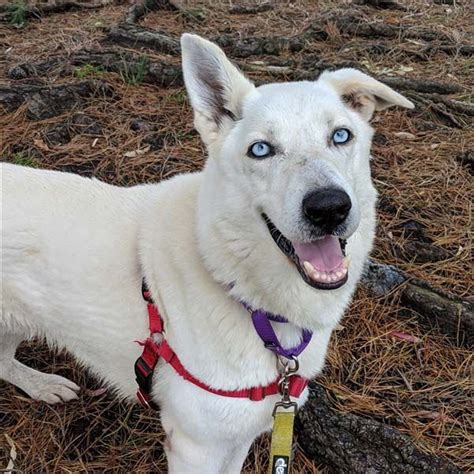 Ice The German Shepherd Siberian Husky Mix Dogperday ~ Cute Puppy