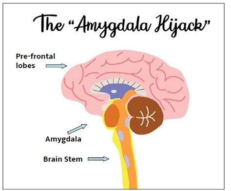 Amygdala To Flee Or Not To Flee By Akankshsharma Medium