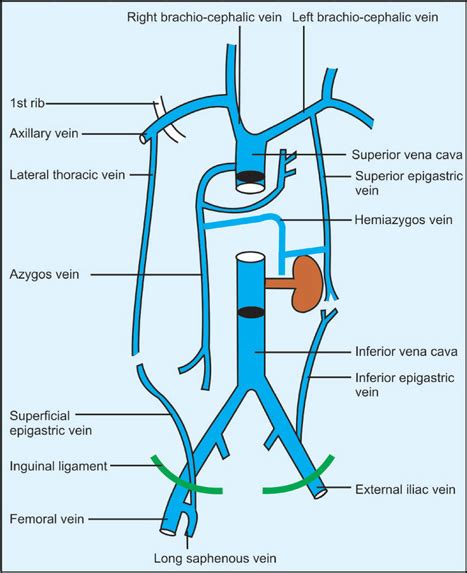 Thoracoepigastric Vein