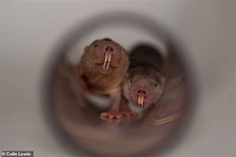 Naked Mole Rats Chirp To Their Colonies In Unique Dialects WSTale Com