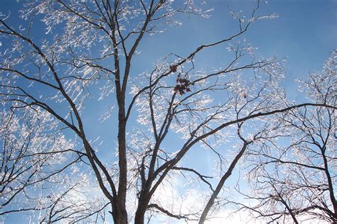 Free Images Tree Nature Branch Blossom Snow Winter Sky