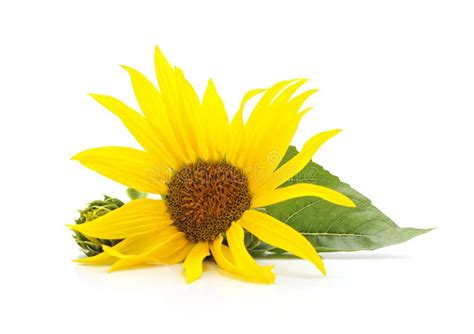 Sunflower Flower With Leaves Stock Image Image Of Nature Background