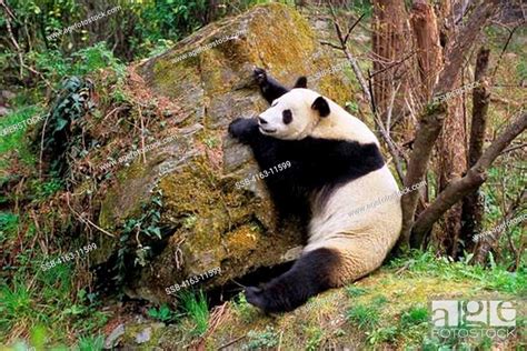 China Sichuan Province Wolong Panda Reserve Giant Panda Ailuropoda