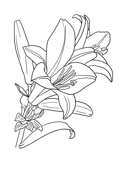 Flower coloring pages make the day bright and sunny for me. Flower Coloring Pages