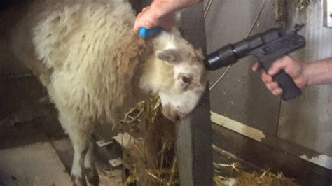 Investigation Sheep Brutally Killed In Uk Slaughterhouse
