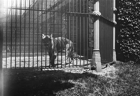 Tiger Philadelphia Zoo 1900 In 2020 Philadelphia Zoo Zoo