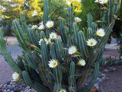 Cactus grow faster if they are exposed to the right amount of water (only water when the soil is dry), fertilizer (once a month during warm months) and light (place the cactus in the sunniest place of your home and keep rotating weekly). Cereus hildmannianus subsp. uruguayanus | World of Succulents