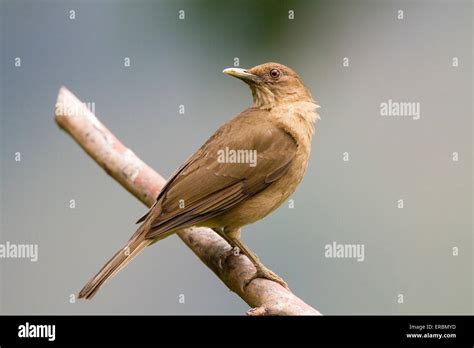 Fauna de costa ricas fotografías e imágenes de alta resolución Alamy