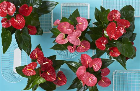 Plants pick up at rho only. The green trends of 2017 - Anthurium English