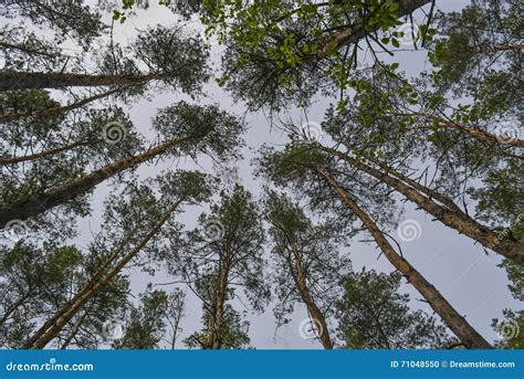Slender Pines Stock Photo Image Of Pines Straight Forest 71048550