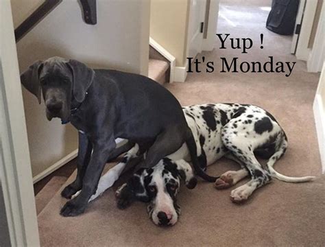 Yup Its Monday Great Dane Funny Great Dane Dane Puppies