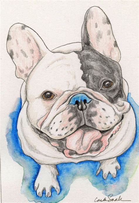 Simple French Bulldog Drawing Frenchbulldogszeichnung French Bulldog