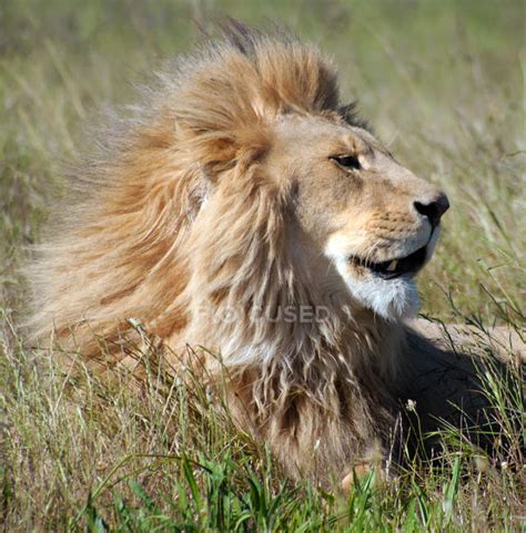 Things to do near lions head provincial nature reserve. Portrait of majestic male lion head — close up, Animals In ...