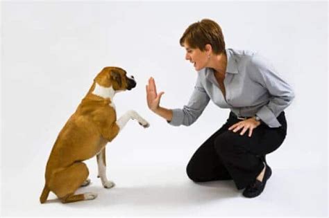 10 Preguntas Y Respuestas Del Adiestramiento Canino Guia Paso A Paso
