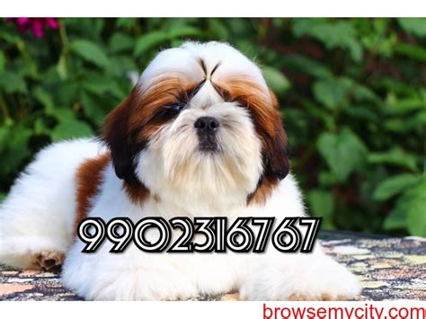excellent breed quality shih tzu puppies for sale in ...