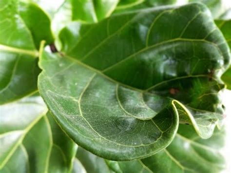 Fiddle Leaf Fig Leaf Curling 15 Causes And Solutions Mar