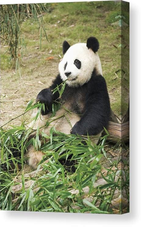 Giant Panda Eating Bamboo Leaves China Canvas Print Canvas Art By